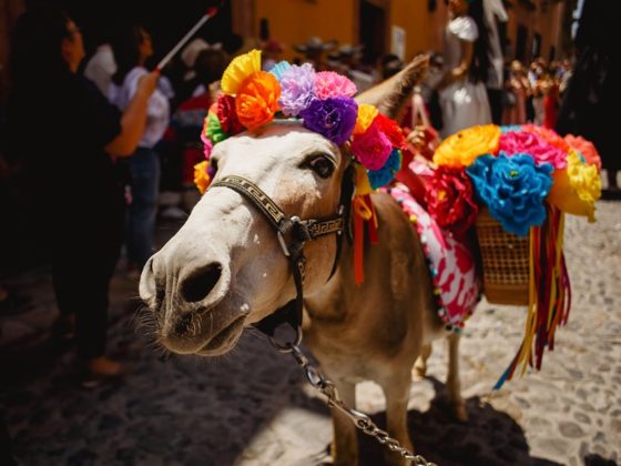 Penzi San Miguel de Allende